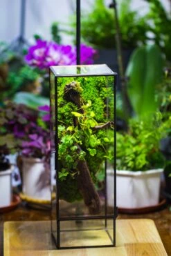 NCYP Close 11.8" Tall Geometric Glass Terrarium With Door, Tin Sealed Pillar, Planter For Moss Wall, Fern, Pitcher Plants, Tropical Plants 20 NCYP Close 11.8" Tall Geometric Glass Terrarium With Door, Tin Sealed Pillar, Planter For Moss Wall, Fern, Pitcher Plants, Tropical Plants -Ncyp Garden Store il fullxfull.4476830621 1nuc