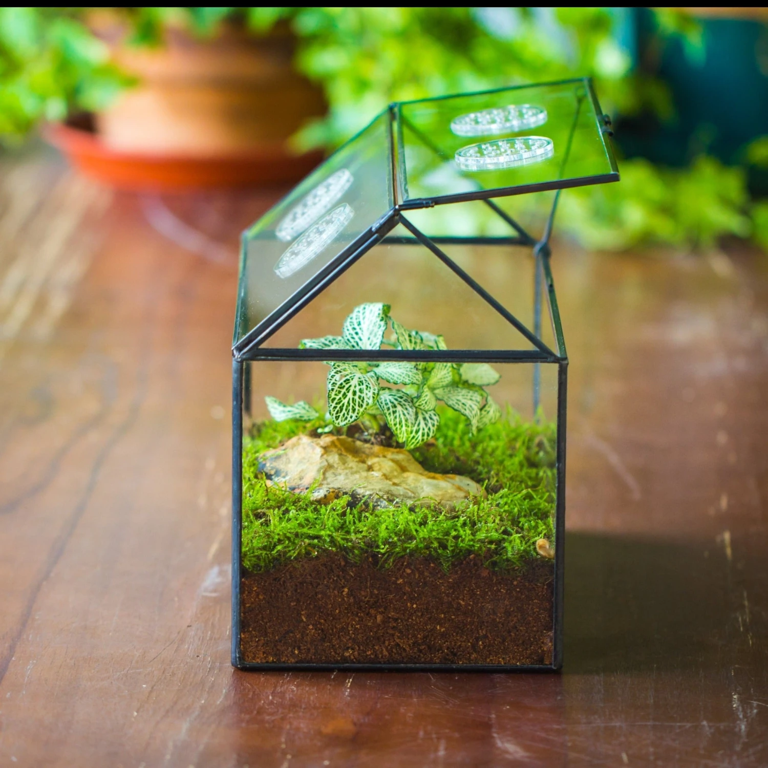 NCYP Handmade Geometric Glass Close Terrarium Box House Shape, Swing Lid Latch For Air Plants Moss Snail Reptile Habitat Vivarium 4 NCYP Handmade Geometric Glass Close Terrarium Box House Shape, Swing Lid Latch For Air Plants Moss Snail Reptile Habitat Vivarium - Image 2