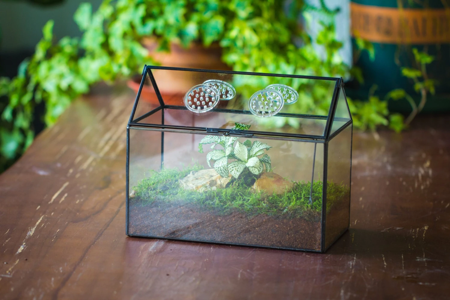 NCYP Handmade Geometric Glass Close Terrarium Box House Shape, Swing Lid Latch For Air Plants Moss Snail Reptile Habitat Vivarium 17 NCYP Handmade Geometric Glass Close Terrarium Box House Shape, Swing Lid Latch For Air Plants Moss Snail Reptile Habitat Vivarium - Image 15