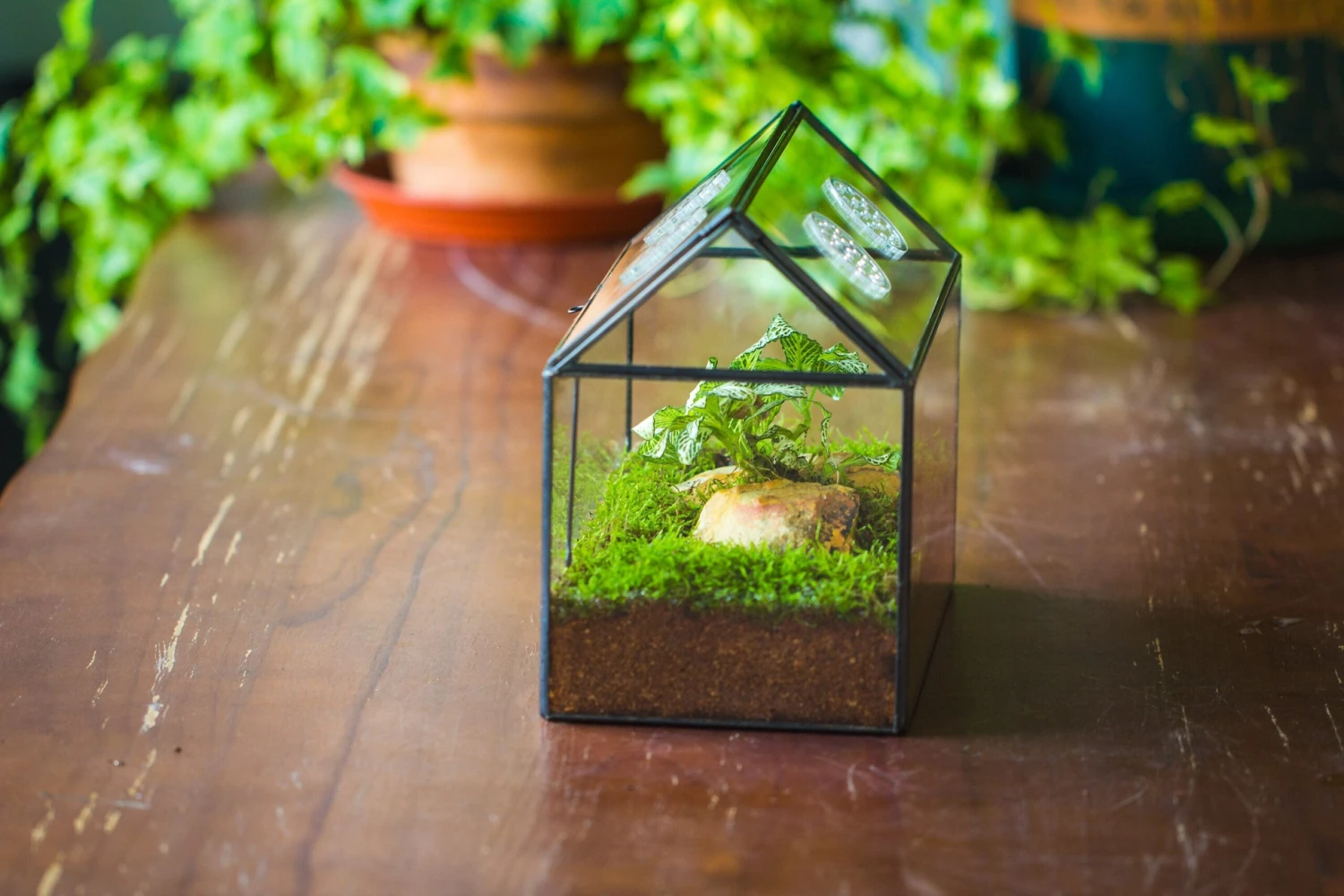 NCYP Handmade Geometric Glass Close Terrarium Box House Shape, Swing Lid Latch For Air Plants Moss Snail Reptile Habitat Vivarium 12 NCYP Handmade Geometric Glass Close Terrarium Box House Shape, Swing Lid Latch For Air Plants Moss Snail Reptile Habitat Vivarium - Image 10