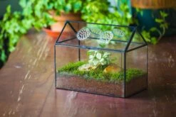 NCYP Handmade Geometric Glass Close Terrarium Box House Shape, Swing Lid Latch For Air Plants Moss Snail Reptile Habitat Vivarium 33 NCYP Handmade Geometric Glass Close Terrarium Box House Shape, Swing Lid Latch For Air Plants Moss Snail Reptile Habitat Vivarium -Ncyp Garden Store il fullxfull.4550489963 nd1t