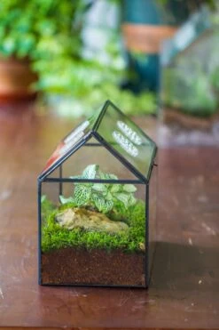 NCYP Handmade Geometric Glass Close Terrarium Box House Shape, Swing Lid Latch For Air Plants Moss Snail Reptile Habitat Vivarium 31 NCYP Handmade Geometric Glass Close Terrarium Box House Shape, Swing Lid Latch For Air Plants Moss Snail Reptile Habitat Vivarium -Ncyp Garden Store il fullxfull.4550490405 p048