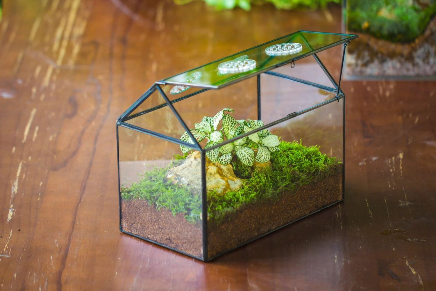 NCYP Handmade Geometric Glass Close Terrarium Box House Shape, Swing Lid Latch For Air Plants Moss Snail Reptile Habitat Vivarium 14 NCYP Handmade Geometric Glass Close Terrarium Box House Shape, Swing Lid Latch For Air Plants Moss Snail Reptile Habitat Vivarium - Image 12