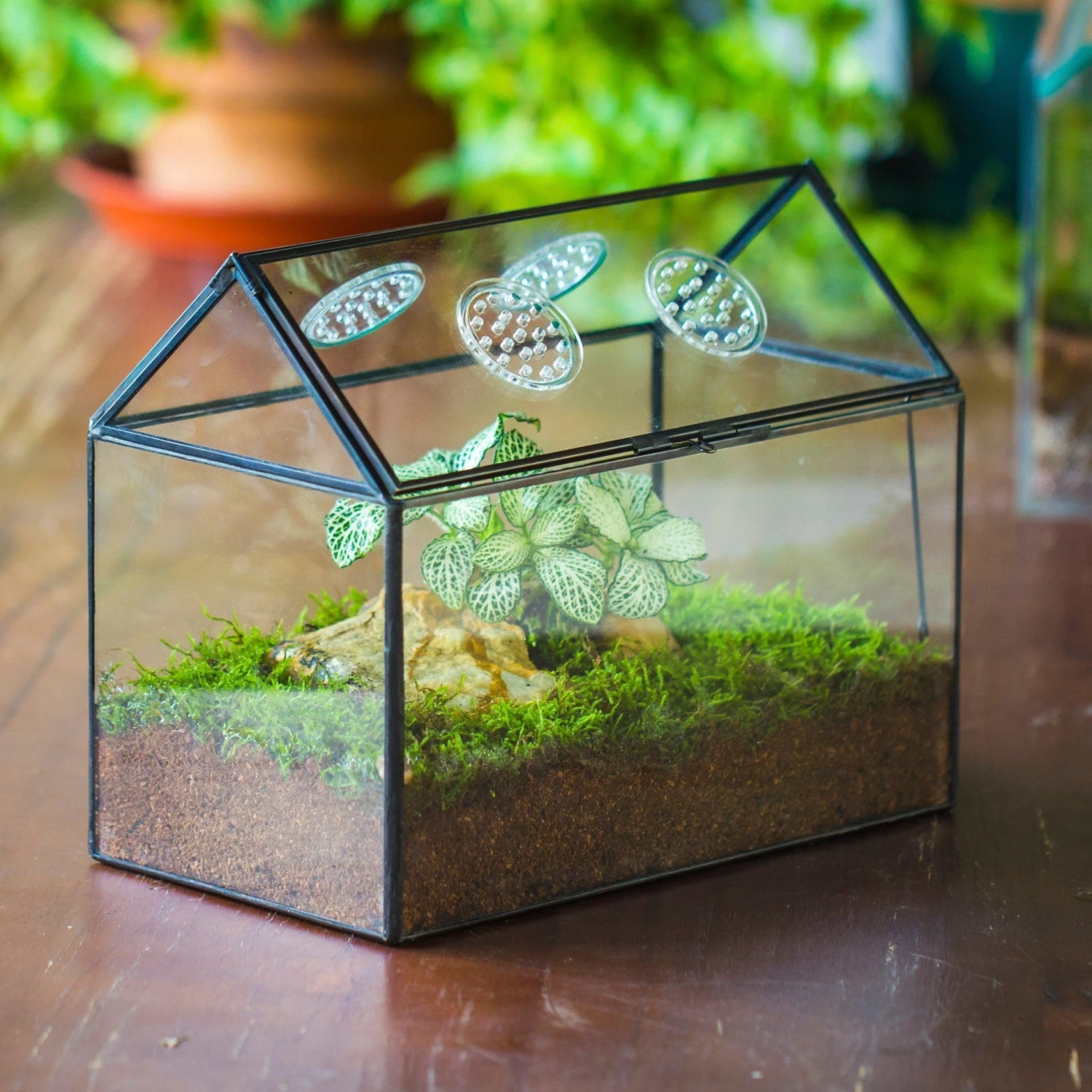 NCYP Handmade Geometric Glass Close Terrarium Box House Shape, Swing Lid Latch For Air Plants Moss Snail Reptile Habitat Vivarium 15 NCYP Handmade Geometric Glass Close Terrarium Box House Shape, Swing Lid Latch For Air Plants Moss Snail Reptile Habitat Vivarium - Image 13
