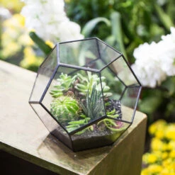 Handmade Tabletop Polyhedron Glass Geometric Terrarium For Succulent Fern Moss Air Plant 20 Handmade Tabletop Polyhedron Glass Geometric Terrarium For Succulent Fern Moss Air Plant -Ncyp Garden Store product image 379728787