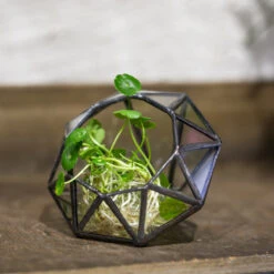 Handmade Mini Eight-surfaces Diamond Glass Geometric Terrarium ForFern Moss Ring Box -Ncyp Garden Store product image 379729147