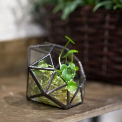 Handmade Mini Eight-surfaces Diamond Glass Geometric Terrarium ForFern Moss Ring Box -Ncyp Garden Store product image 379729149
