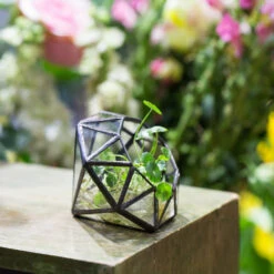 Handmade Mini Eight-surfaces Diamond Glass Geometric Terrarium ForFern Moss Ring Box -Ncyp Garden Store product image 379729151