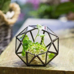 Handmade Mini Eight-surfaces Diamond Glass Geometric Terrarium ForFern Moss Ring Box -Ncyp Garden Store product image 379729153