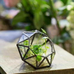 Handmade Mini Eight-surfaces Diamond Glass Geometric Terrarium ForFern Moss Ring Box -Ncyp Garden Store product image 379729155