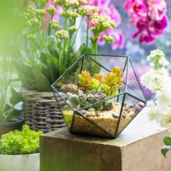 Handmade Bowl Shape Geometric Glass Terrarium Pot For Plants Succulent Moss Miniature Airplants -Ncyp Garden Store product image 381129970