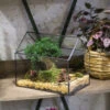 Handmade House Shape Open On The Side Glass Geometric Terrarium For Fern Moss Succulents Airplants -Ncyp Garden Store product image 384965318