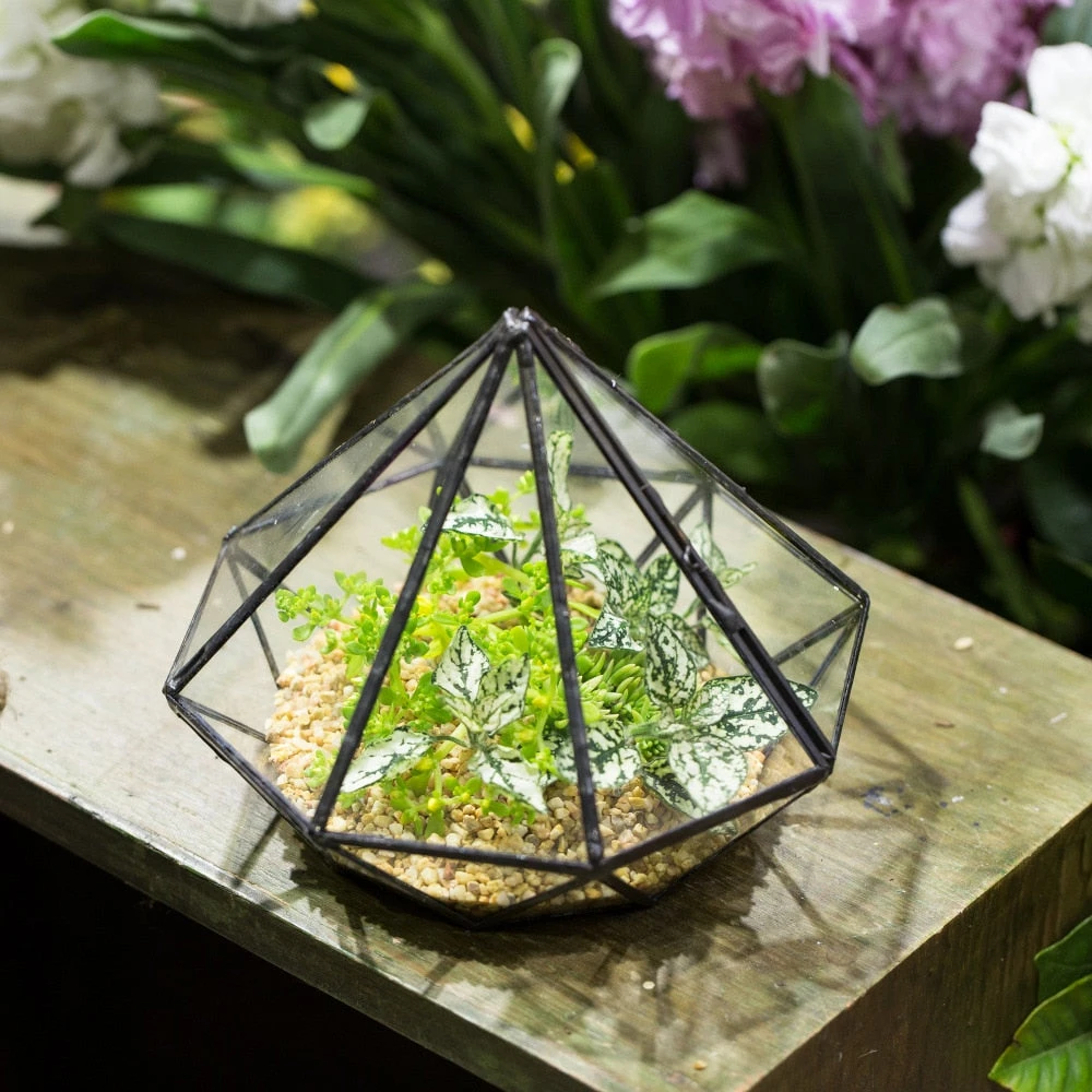 Handmade Diamond Black Glass Geometric Terrarium With Door For Succulents Moss Airplants 6 Handmade Diamond Black Glass Geometric Terrarium With Door For Succulents Moss Airplants - Image 4