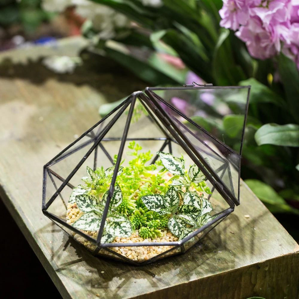 Handmade Diamond Black Glass Geometric Terrarium With Door For Succulents Moss Airplants 10 Handmade Diamond Black Glass Geometric Terrarium With Door For Succulents Moss Airplants - Image 8
