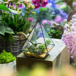 Handmade Modern Glass Geometric Terrarium Polyhedrons For Succulent Cacti Moss 26 Handmade Modern Glass Geometric Terrarium Polyhedrons For Succulent Cacti Moss -Ncyp Garden Store product image 392970882