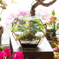 Handmade Copper Pentagon Glass Geometric Terrarium With Feet And Door For Succulent Moss Air Plant 16 Handmade Copper Pentagon Glass Geometric Terrarium With Feet And Door For Succulent Moss Air Plant -Ncyp Garden Store product image 443095152