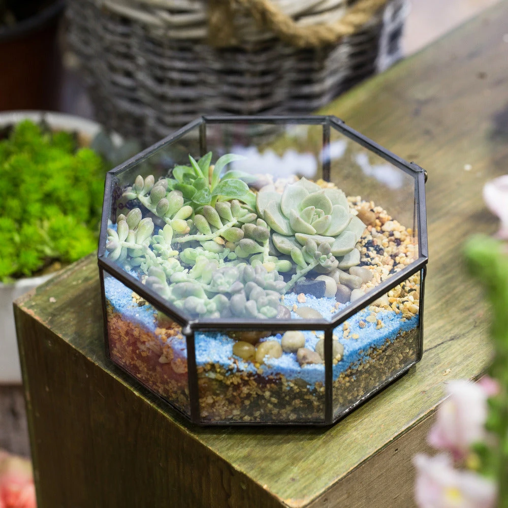 Handmade Flat Octagon Glass Geometric Terrarium For Succulents Fern Moss 15 Handmade Flat Octagon Glass Geometric Terrarium For Succulents Fern Moss - Image 13