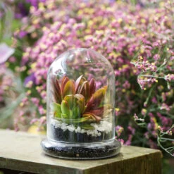 Blown 2 Piece Glass Cloche Dome Cover Terrarium Container With Without Airhole For Venus Flytrap
