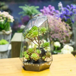 Handmade 41cm / 16" Tall Irregular Open Glass Geometric Terrarium Box For Succulent Moss Airplants 22 Handmade 41cm / 16" Tall Irregular Open Glass Geometric Terrarium Box For Succulent Moss Airplants -Ncyp Garden Store product image 477458543