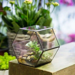 Handmade Thick Geometric Hexagon Glass Terrarium For Succulent Moss Airplants -Ncyp Garden Store product image 496902041