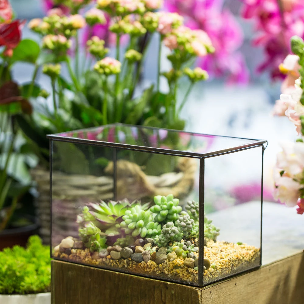 Handmade Rectangle Clear Glass Geometric Terrarium Box With Lid For Succulents Micro Landscape 7 Handmade Rectangle Clear Glass Geometric Terrarium Box With Lid For Succulents Micro Landscape - Image 5