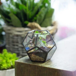 Handmade Mini Black Pentagon Glass Geometric Terrarium For Ring Box Moss 16 Handmade Mini Black Pentagon Glass Geometric Terrarium For Ring Box Moss -Ncyp Garden Store product image 499881923