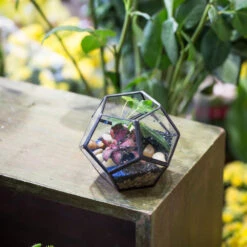 Handmade Mini Black Pentagon Glass Geometric Terrarium For Ring Box Moss 18 Handmade Mini Black Pentagon Glass Geometric Terrarium For Ring Box Moss -Ncyp Garden Store product image 499881924