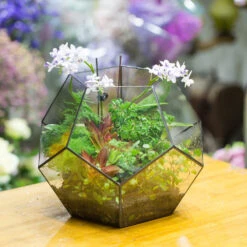 Handmade Extra Large Large Pentagon Glass Geometric Terrarium For Succulents Fern Moss Airplants -Ncyp Garden Store product image 534652739