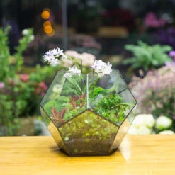 Handmade Extra Large Large Pentagon Glass Geometric Terrarium For Succulents Fern Moss Airplants -Ncyp Garden Store product image 534652742