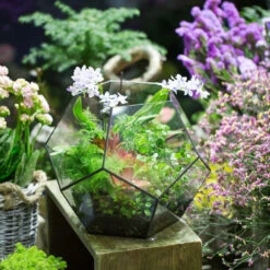 Handmade Extra Large Large Pentagon Glass Geometric Terrarium For Succulents Fern Moss Airplants -Ncyp Garden Store product image 534652743