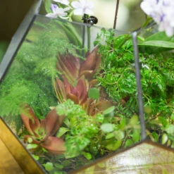 Handmade Extra Large Large Pentagon Glass Geometric Terrarium For Succulents Fern Moss Airplants -Ncyp Garden Store product image 534652744