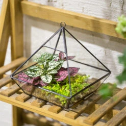 Handmade Hanging Glass Geometric Plant Container Terrariumfor Succulent Planter Fern Moss 20 Handmade Hanging Glass Geometric Plant Container Terrariumfor Succulent Planter Fern Moss -Ncyp Garden Store product image 550613369