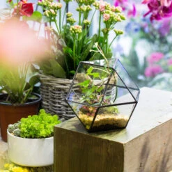 Handmade Glass Geometric Flower Terrarium Pot For Succulents Moss Fern Micro Landscape -Ncyp Garden Store product image 568044674