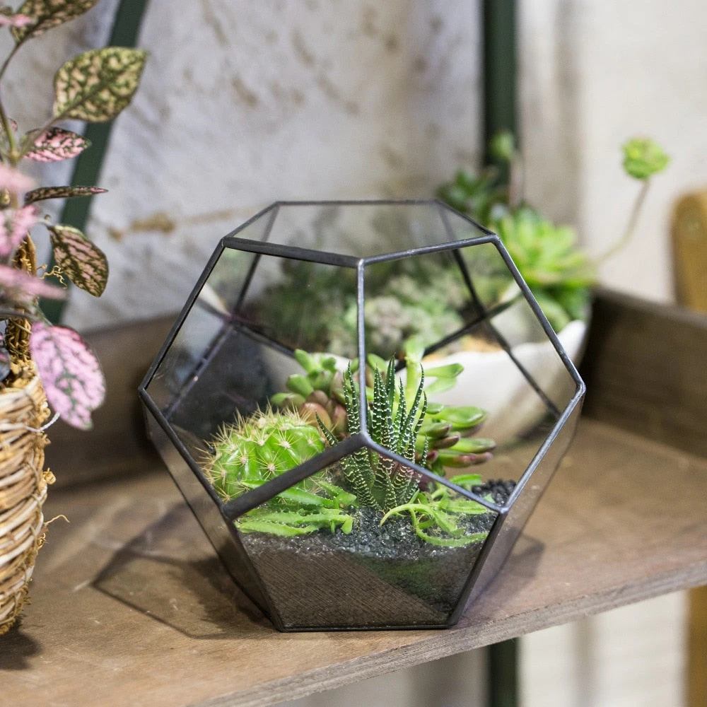 Handmade Silver Black Various Size Pentagon Glass Geometric Terrarium For Succulents Airplants Cacti 18 Handmade Silver Black Various Size Pentagon Glass Geometric Terrarium For Succulents Airplants Cacti - Image 16