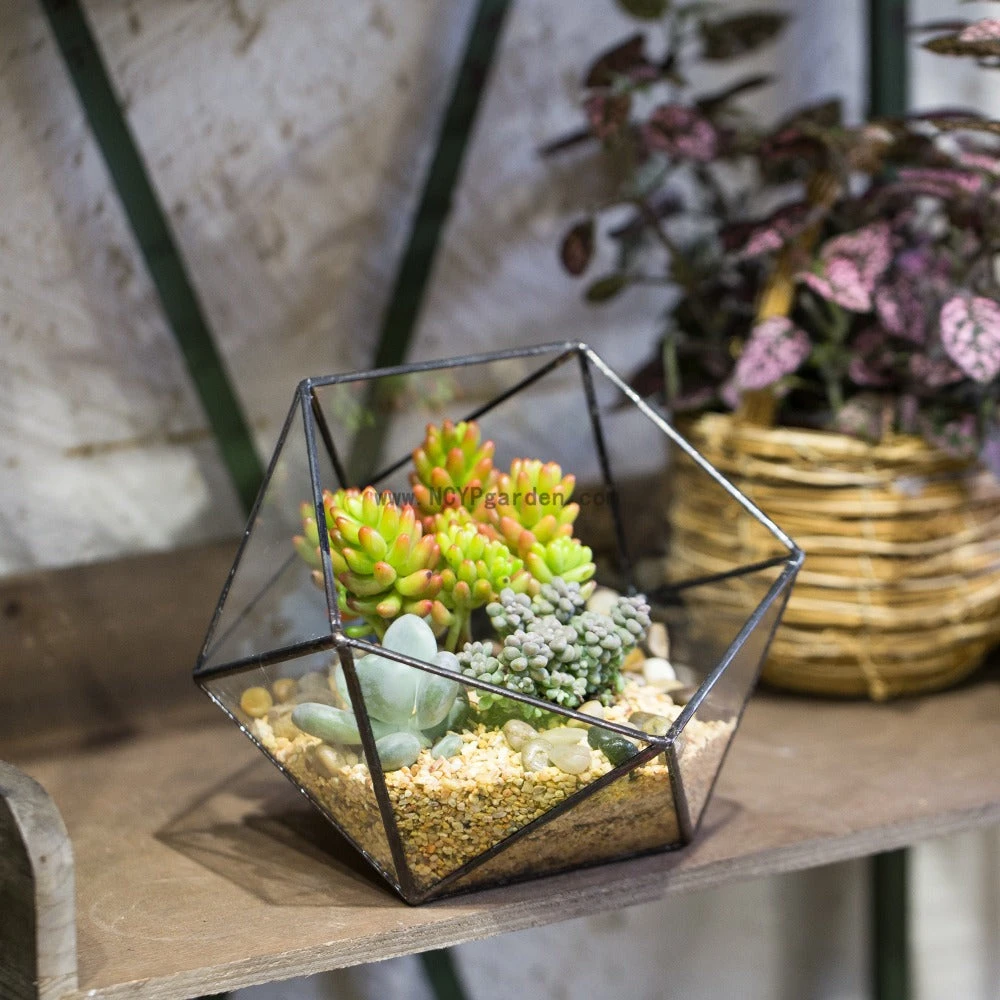 Handmade Bowl Shape Geometric Glass Terrarium For Garden Plants Succulents Moss Airplants 4 Handmade Bowl Shape Geometric Glass Terrarium For Garden Plants Succulents Moss Airplants - Image 2
