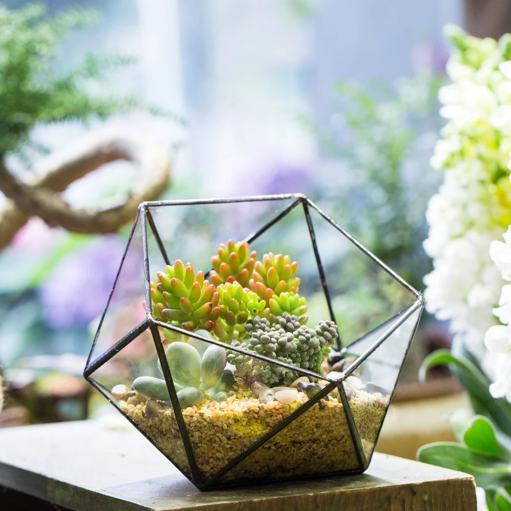 Handmade Bowl Shape Geometric Glass Terrarium For Garden Plants Succulents Moss Airplants 11 Handmade Bowl Shape Geometric Glass Terrarium For Garden Plants Succulents Moss Airplants - Image 9