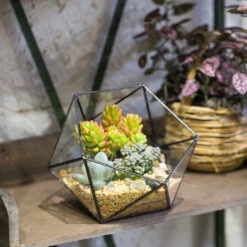 Handmade Bowl Shape Geometric Glass Terrarium For Garden Plants Succulents Moss Airplants 22 Handmade Bowl Shape Geometric Glass Terrarium For Garden Plants Succulents Moss Airplants -Ncyp Garden Store product image 575616796