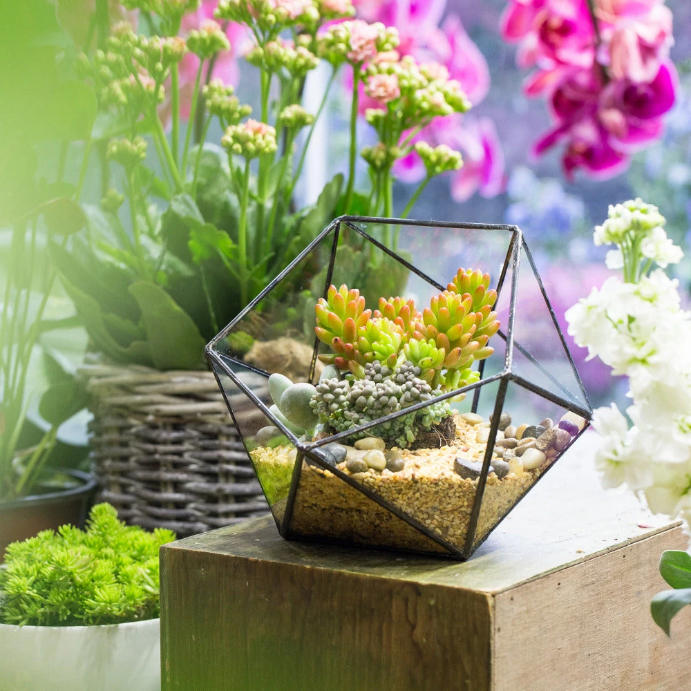 Handmade Bowl Shape Geometric Glass Terrarium For Garden Plants Succulents Moss Airplants 7 Handmade Bowl Shape Geometric Glass Terrarium For Garden Plants Succulents Moss Airplants - Image 5