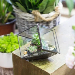 Handmade 10cm / 15cm Inclined Cube Glass Black Geometric Terrarium With Door For Succulent Moss -Ncyp Garden Store product image 575619543