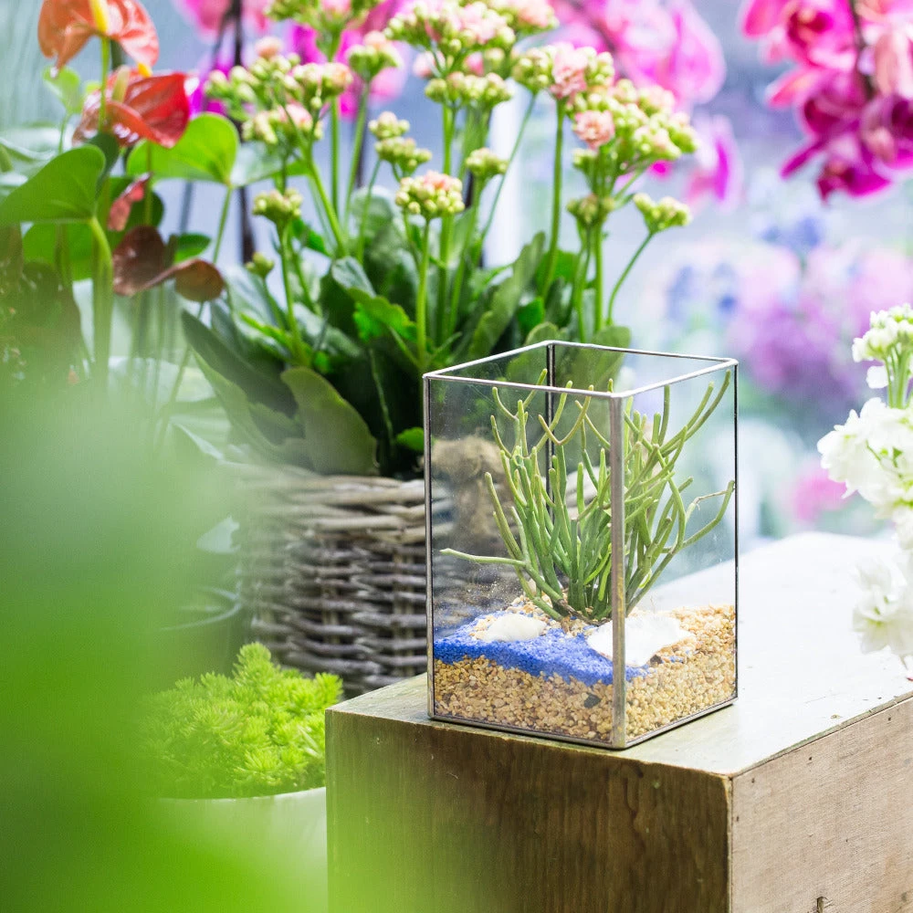 Handmade Silver Long Geometric Glass Terrarium For Succulents Moss Cacti Fern 4 Handmade Silver Long Geometric Glass Terrarium For Succulents Moss Cacti Fern - Image 2