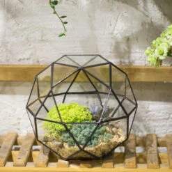 Handmade Triangular Pentagon Mix 32-Sides Clear Glass Geometric Centerpiece Terrarium For Succulents 16 Handmade Triangular Pentagon Mix 32-Sides Clear Glass Geometric Centerpiece Terrarium For Succulents -Ncyp Garden Store product image 594319615