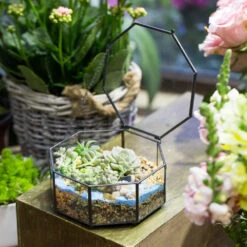 Handmade Regular Octagon Glass Geometric Terrarium For Succulent Decoration 16 Handmade Regular Octagon Glass Geometric Terrarium For Succulent Decoration -Ncyp Garden Store product image 606070217