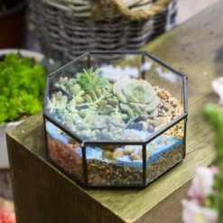 Handmade Regular Octagon Glass Geometric Terrarium For Succulent Decoration 14 Handmade Regular Octagon Glass Geometric Terrarium For Succulent Decoration -Ncyp Garden Store product image 606070218