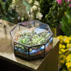 Handmade Regular Octagon Glass Geometric Terrarium For Succulent Decoration 15 Handmade Regular Octagon Glass Geometric Terrarium For Succulent Decoration -Ncyp Garden Store product image 606070219