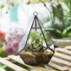 Handmade Small Teardrop Hanging Clear Glass Geometric Terrarium For Succulent Fern Airplants 2 Handmade Small Teardrop Hanging Clear Glass Geometric Terrarium For Succulent Fern Airplants -Ncyp Garden Store product image 639286726