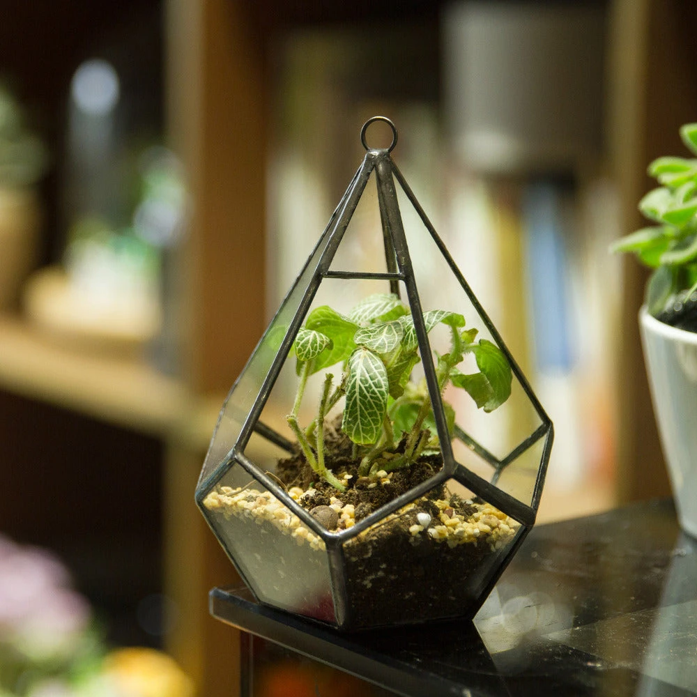 Handmade Small Teardrop Hanging Clear Glass Geometric Terrarium For Succulent Fern Airplants 9 Handmade Small Teardrop Hanging Clear Glass Geometric Terrarium For Succulent Fern Airplants - Image 7