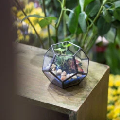Handmade Mini Black Pentagon Glass Geometric Terrarium For Ring Box Moss 22 Handmade Mini Black Pentagon Glass Geometric Terrarium For Ring Box Moss -Ncyp Garden Store product image 693688933