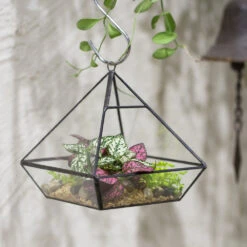 Handmade Black Vertebral Hanging Geometric Glass Terrarium For Succulent Fern Moss 28 Handmade Black Vertebral Hanging Geometric Glass Terrarium For Succulent Fern Moss -Ncyp Garden Store product image 715714505
