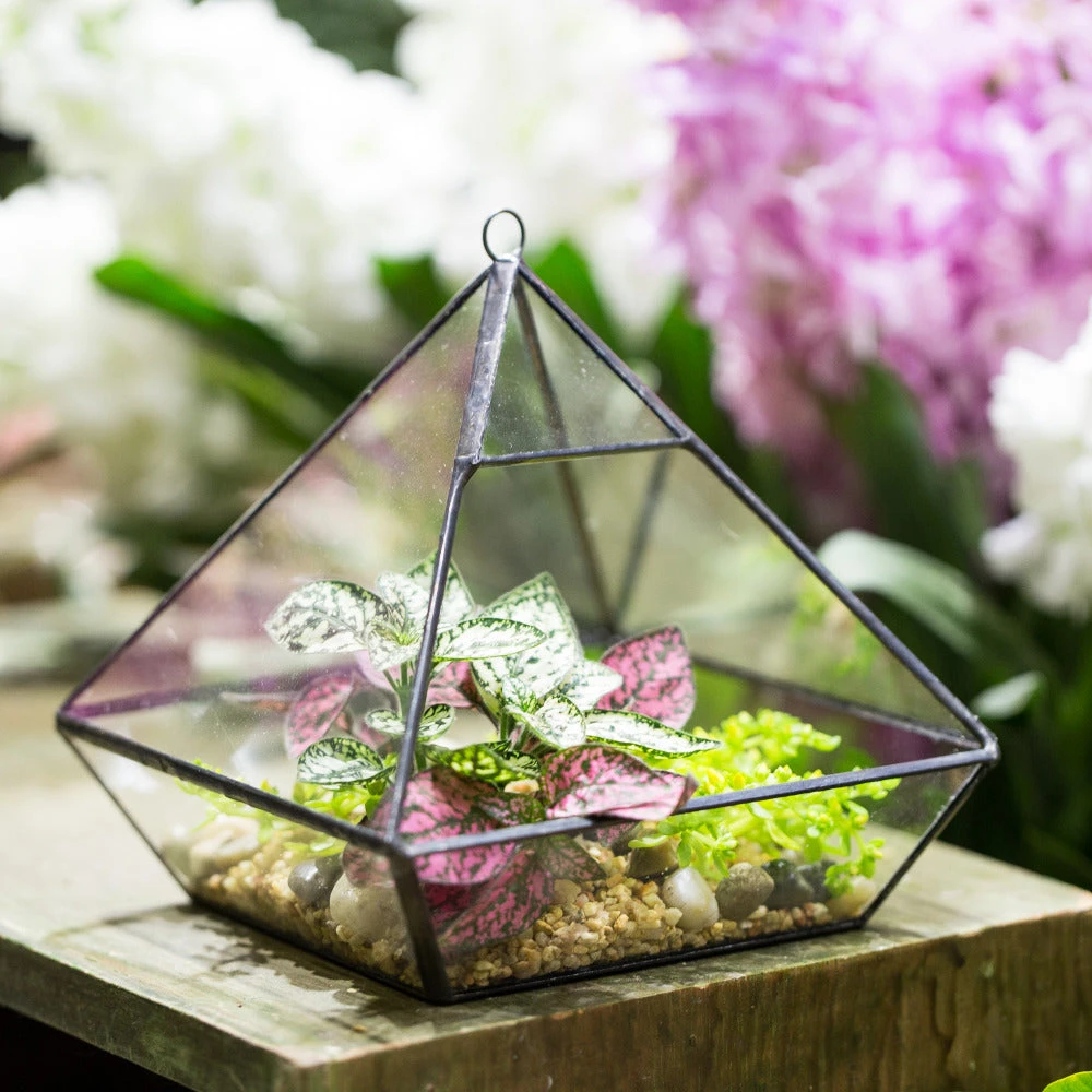 Handmade Black Vertebral Hanging Geometric Glass Terrarium For Succulent Fern Moss 8 Handmade Black Vertebral Hanging Geometric Glass Terrarium For Succulent Fern Moss - Image 6