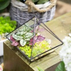 Handmade Black Vertebral Hanging Geometric Glass Terrarium For Succulent Fern Moss 23 Handmade Black Vertebral Hanging Geometric Glass Terrarium For Succulent Fern Moss -Ncyp Garden Store product image 715714508